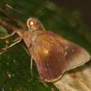 Image of Orange-ciliate Palmer