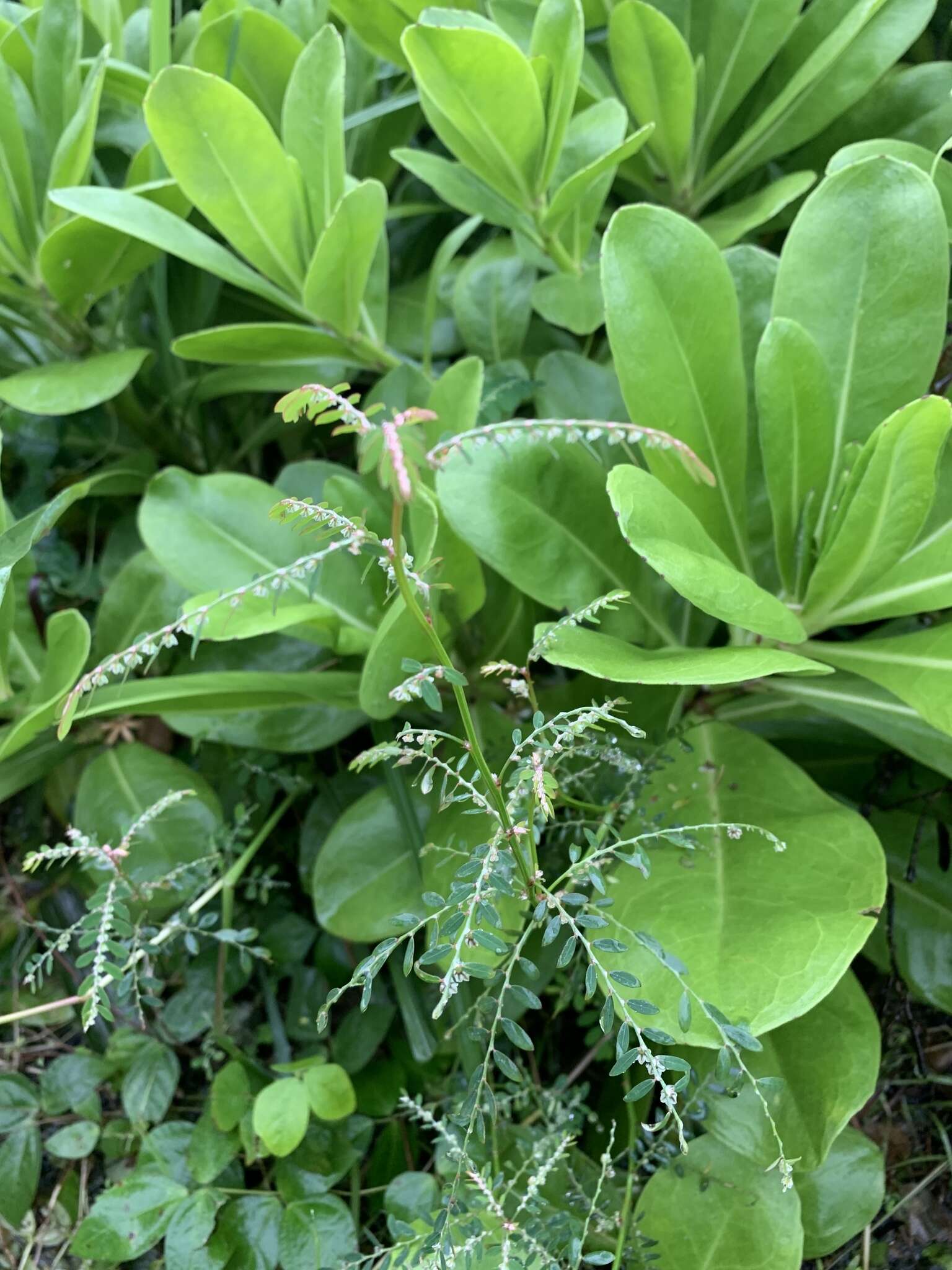 Image de Phyllanthus debilis J. G. Klein ex Willd.