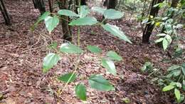 Image of Clematis pickeringii A. Gray