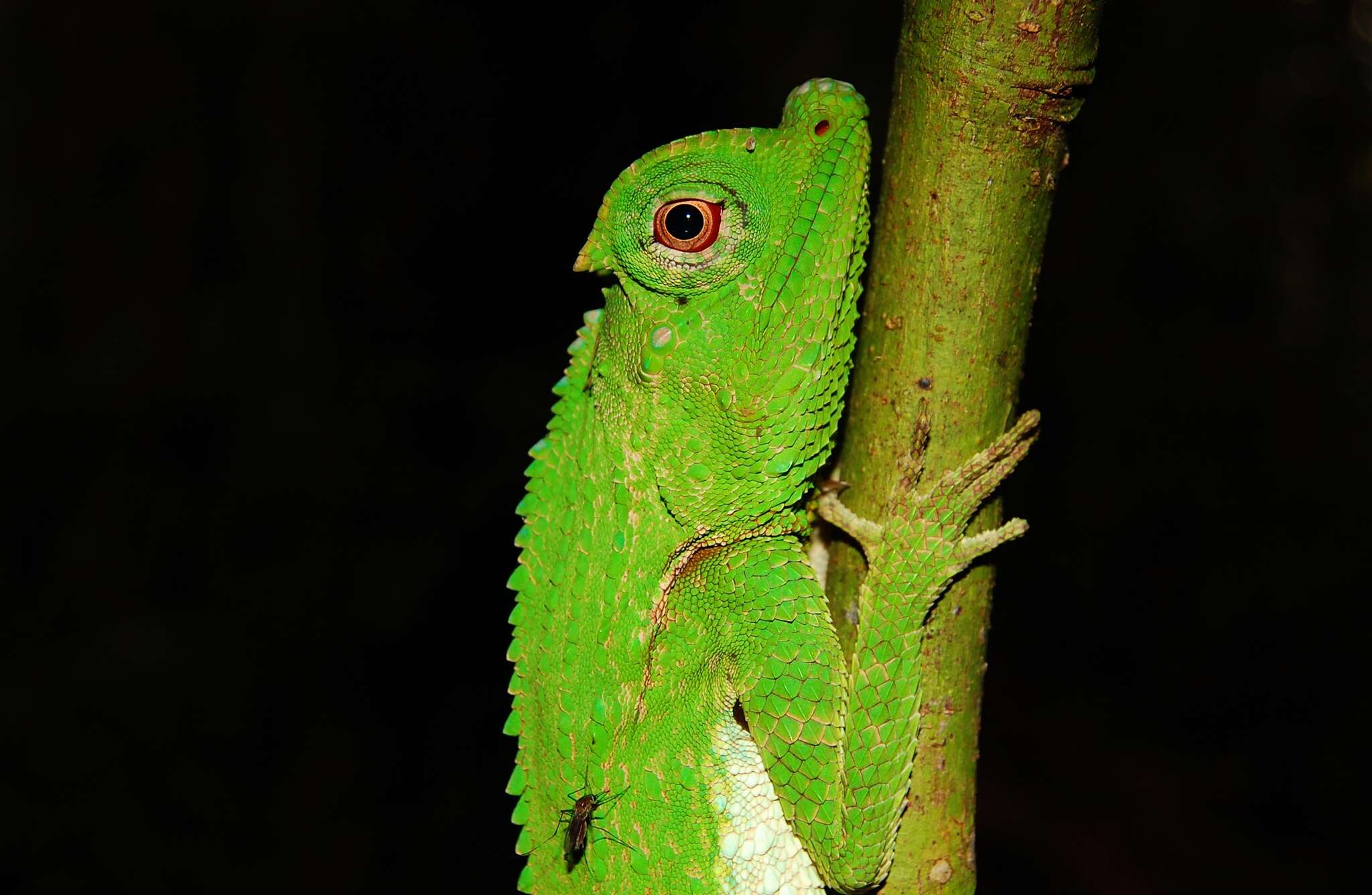 Image of LyreShead Lizard