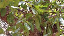 Image of Ficus bussei Warb. ex Mildbr. & Burret