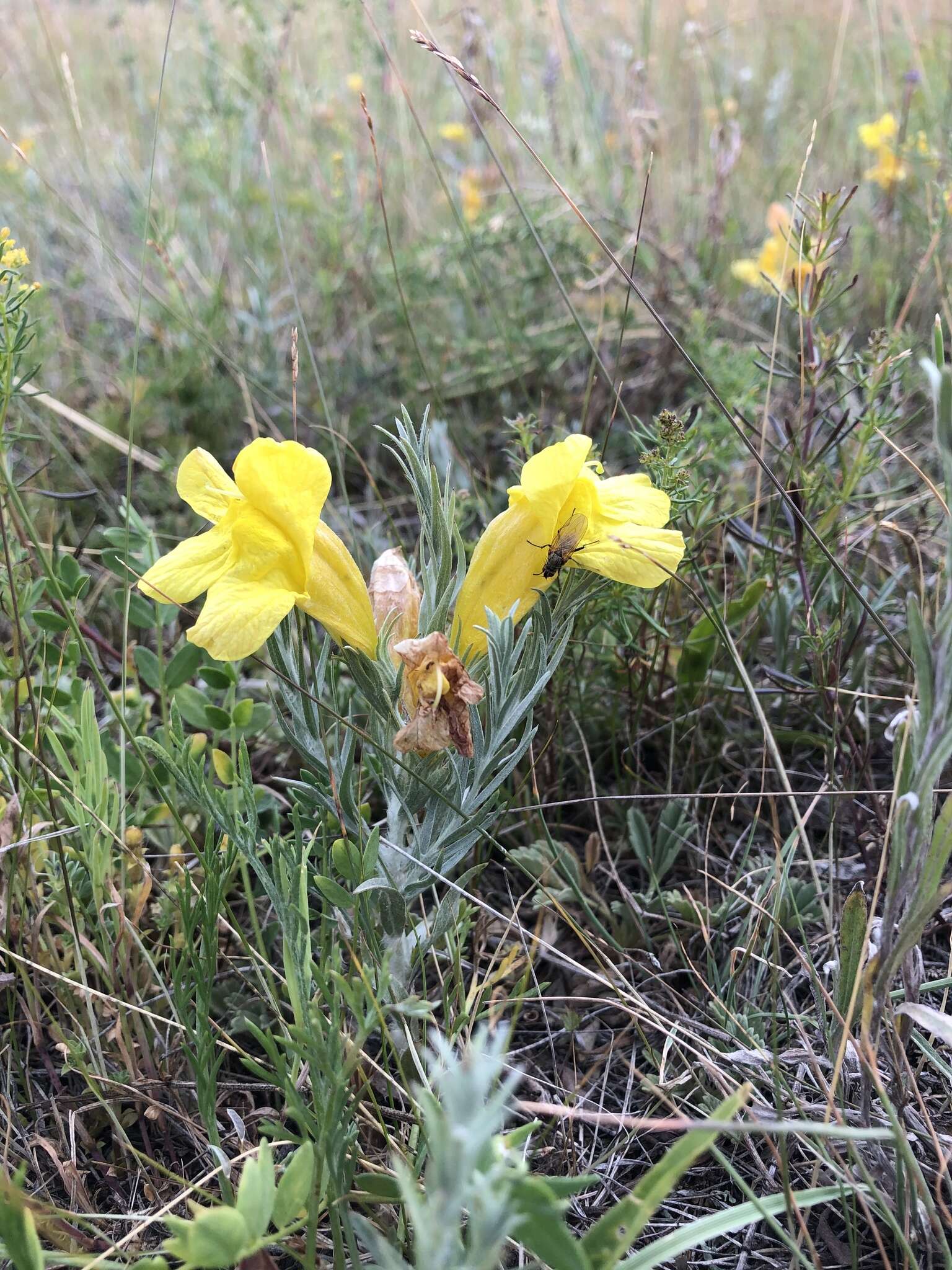 Plancia ëd Cymbaria daurica L.