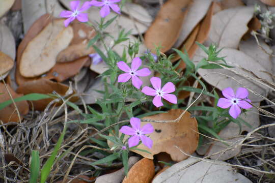 Image of Rio Grande phlox