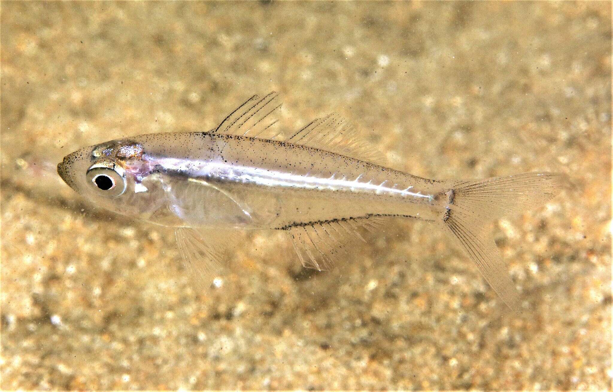 Image of Port Jackson glassfish