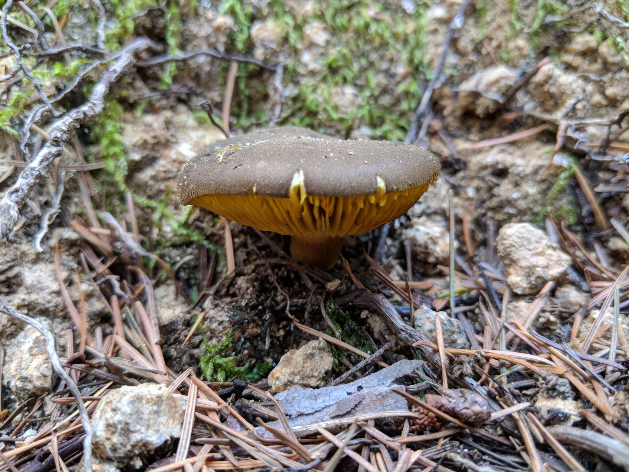 Image of Phylloporus arenicola A. H. Sm. & Trappe 1972