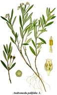 Image of bog rosemary