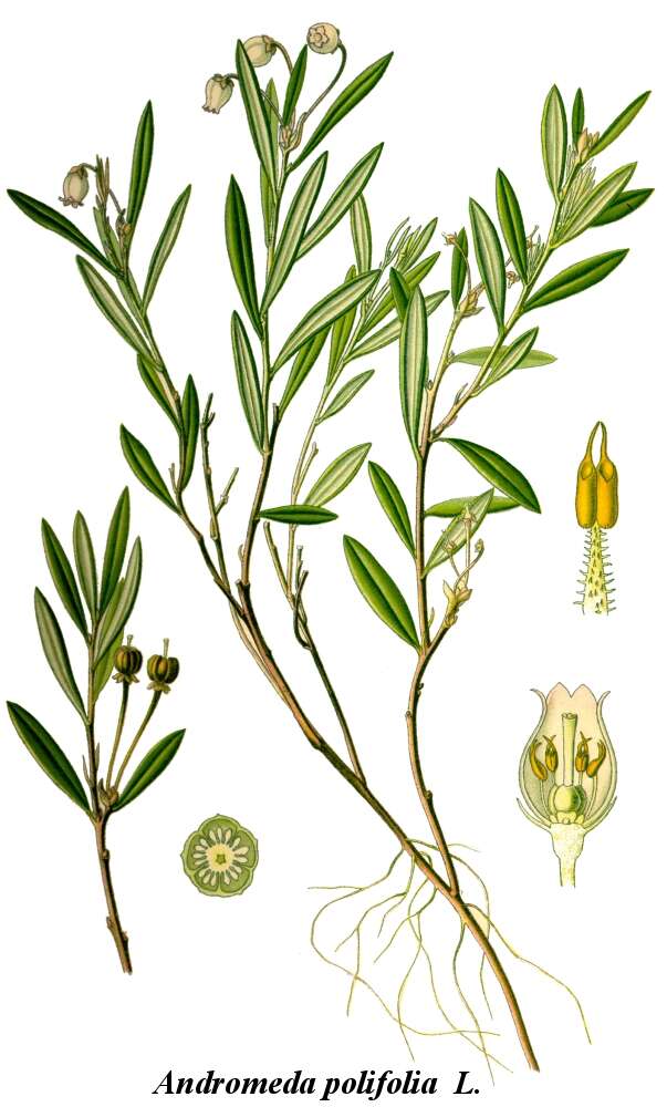 Image of bog rosemary