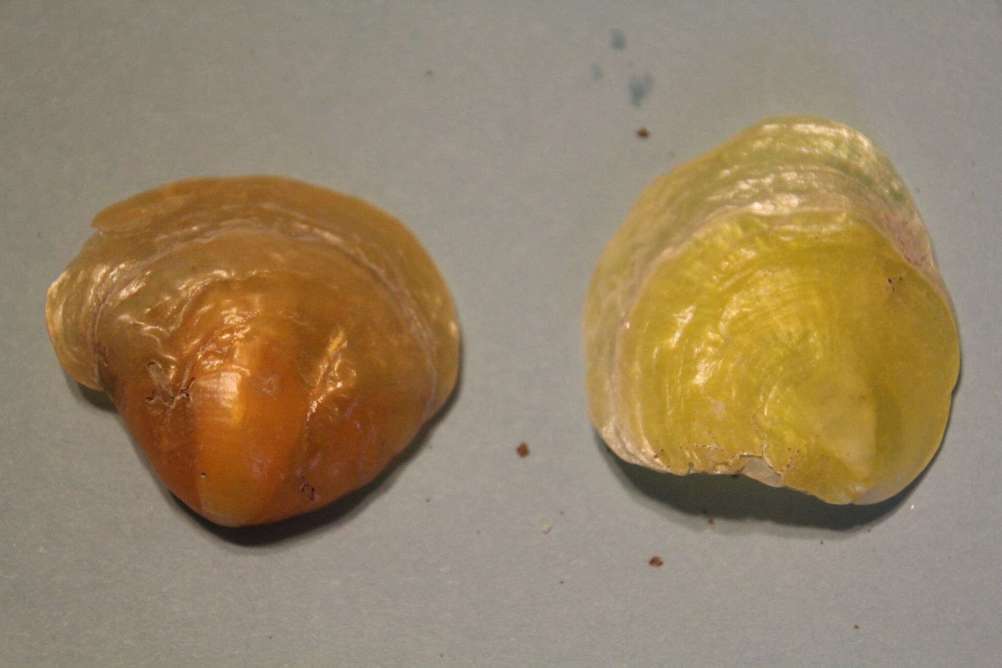 Image of jingle shells