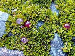 Image of Coprosma atropurpurea (Cockayne & Allan) L. B. Moore