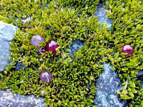 Image of Coprosma atropurpurea (Cockayne & Allan) L. B. Moore