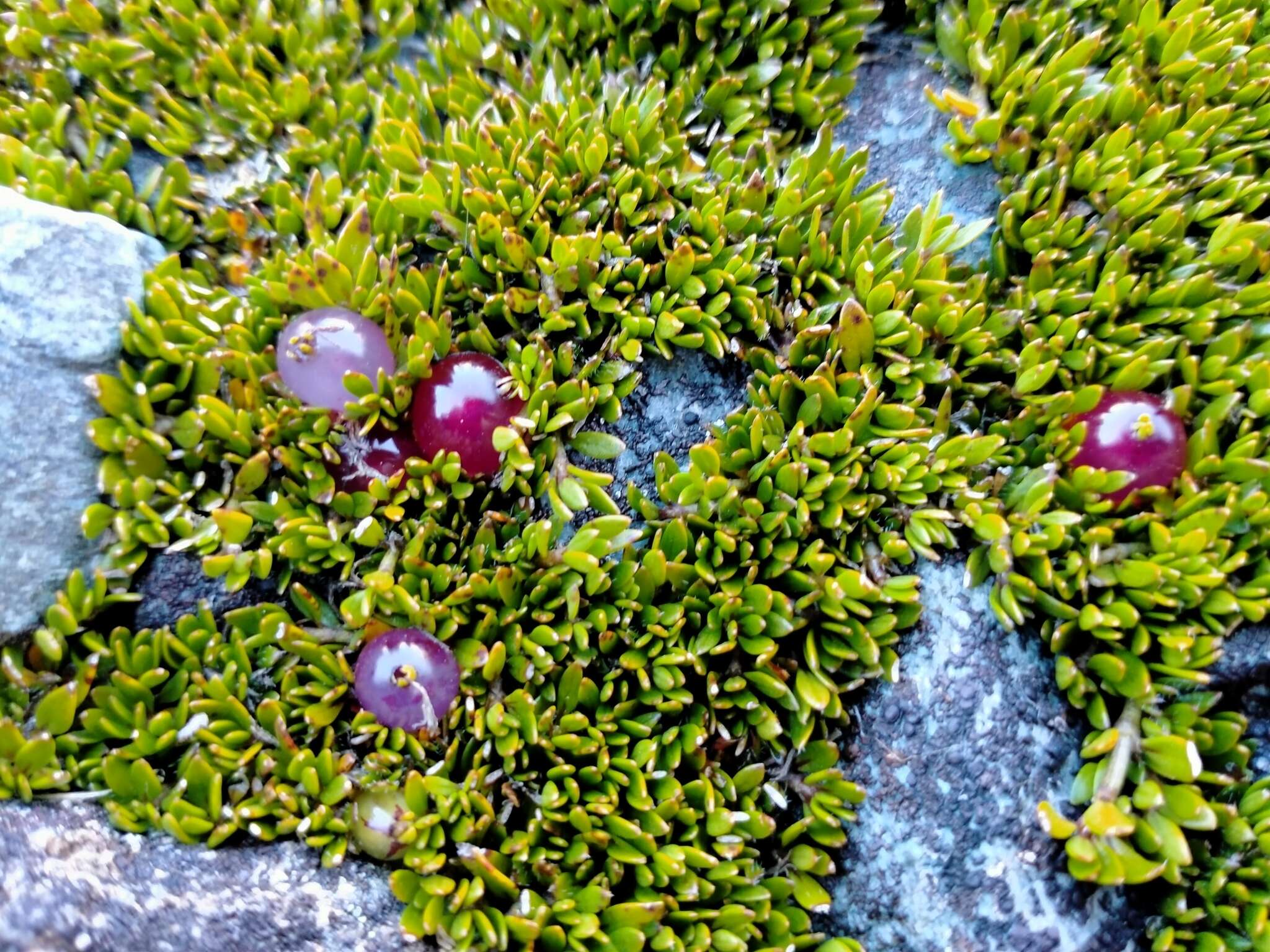 Image of Coprosma atropurpurea (Cockayne & Allan) L. B. Moore