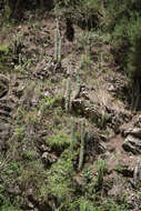 Imagem de Echinopsis schickendantzii F. A. C. Weber