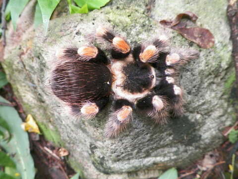 Image of Mexican Red Knee Tarantula