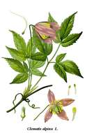 Image of alpine clematis