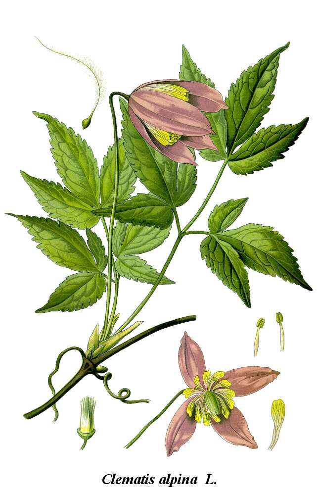 Image of alpine clematis