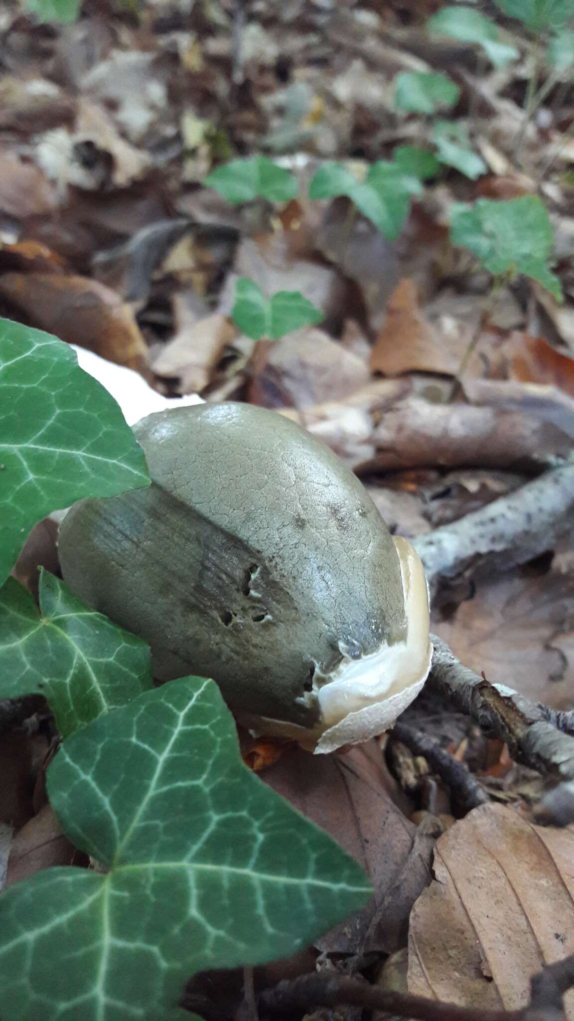 Image of Stinkhorn