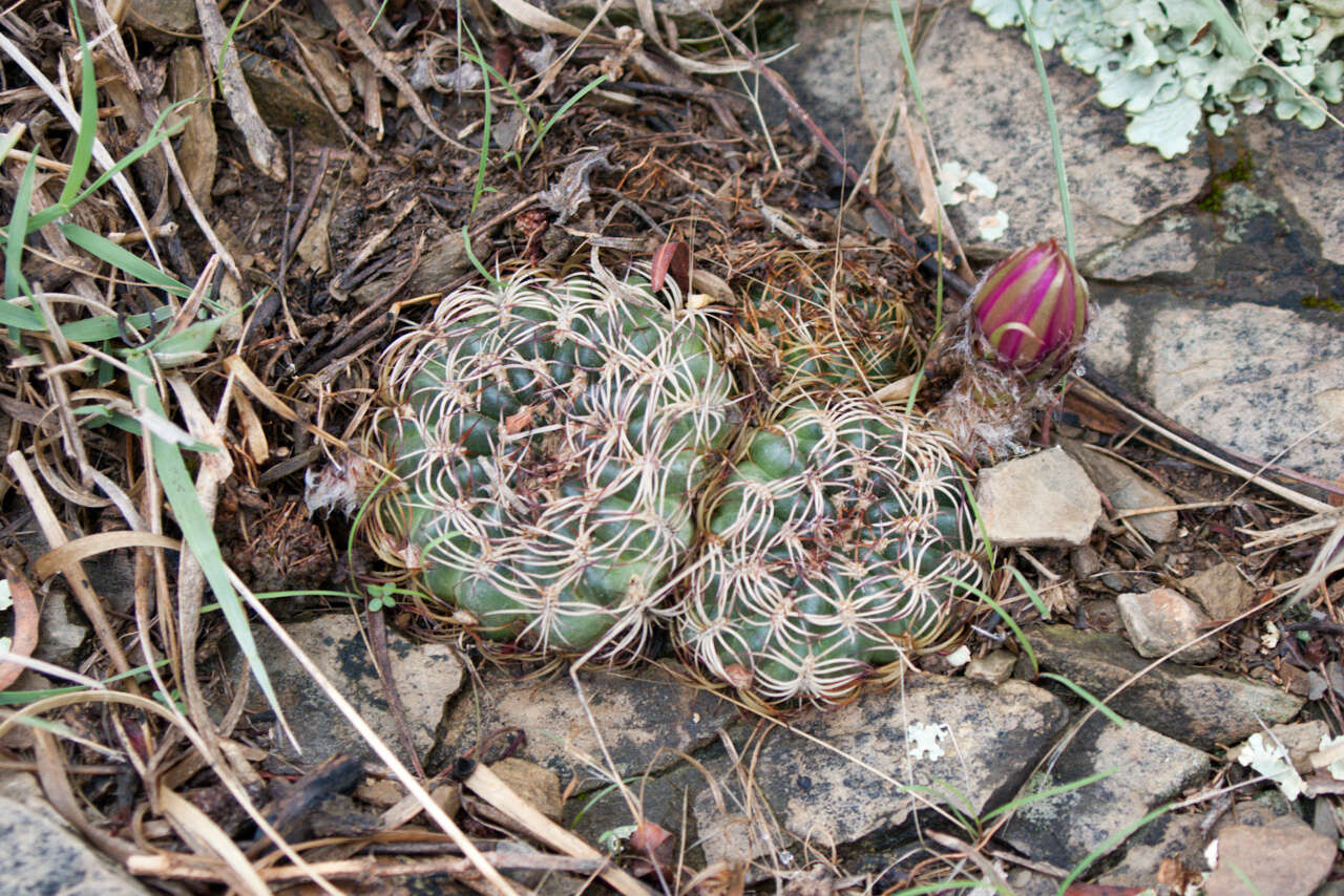 Image de Echinopsis tiegeliana (Wessner) D. R. Hunt