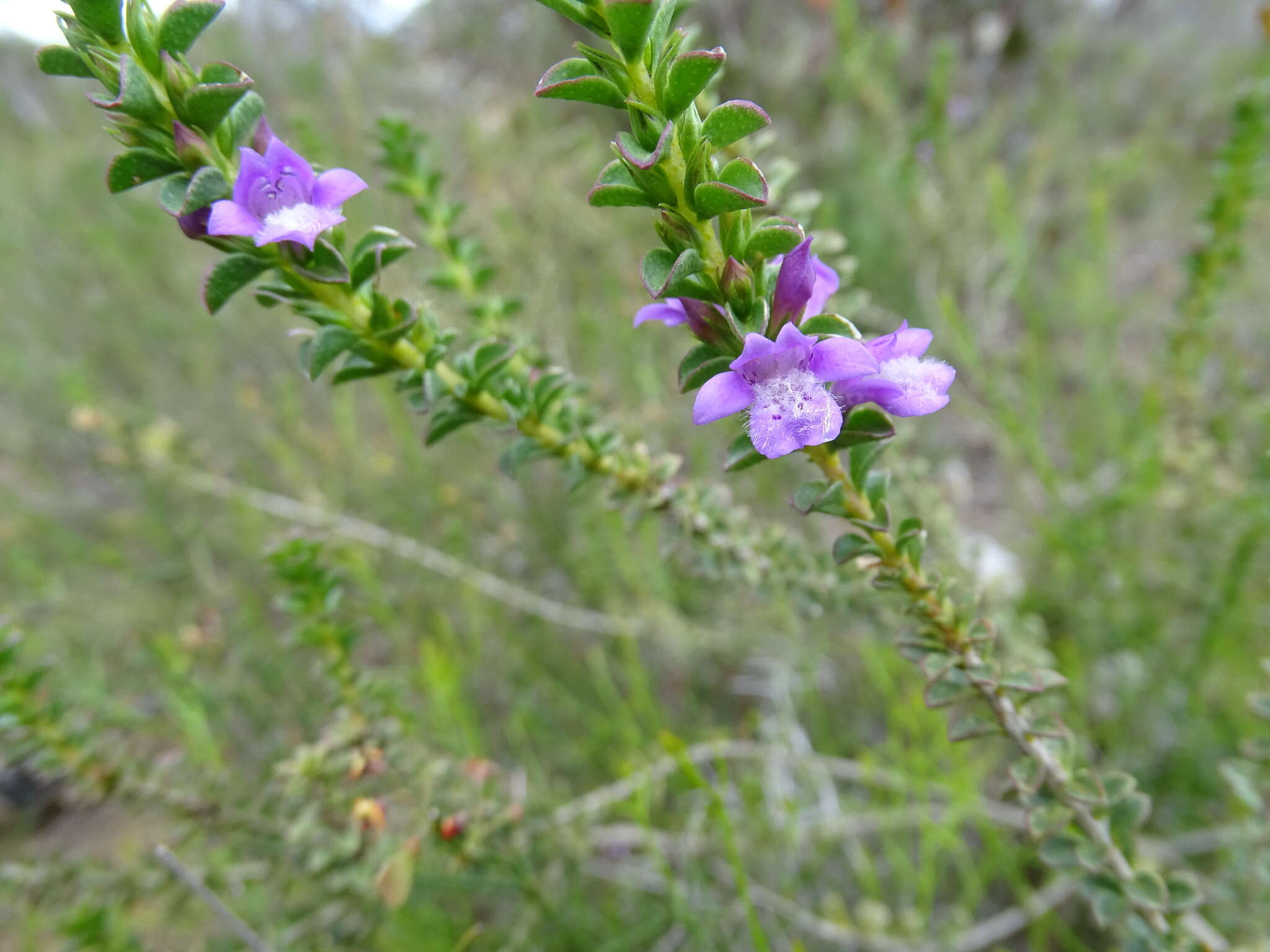 Image of Eremophila crassifolia (F. Muell.) F. Muell.