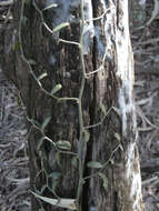 Image de Capparis lasiantha R. Br. ex DC.