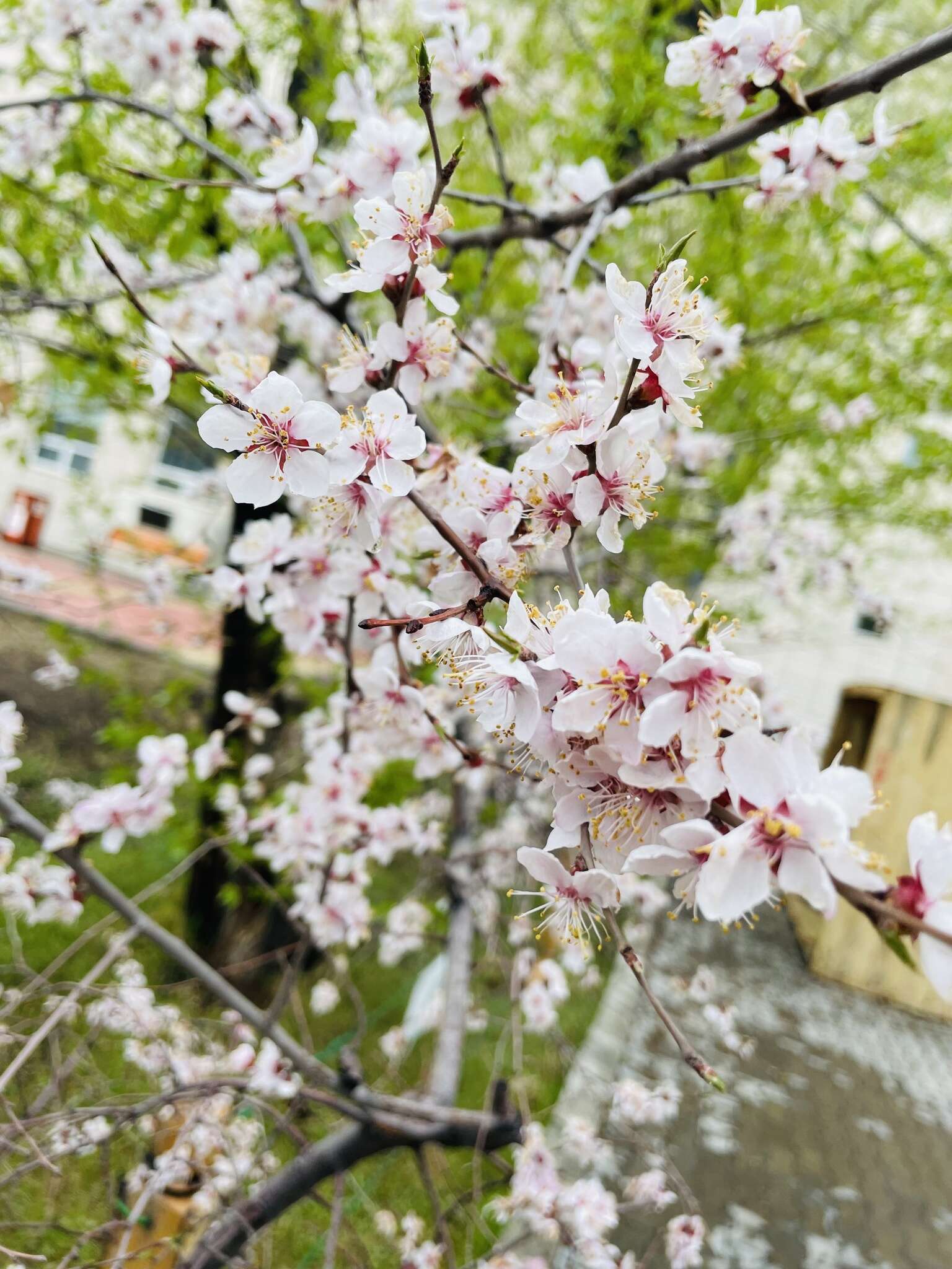 Imagem de Prunus sibirica L.