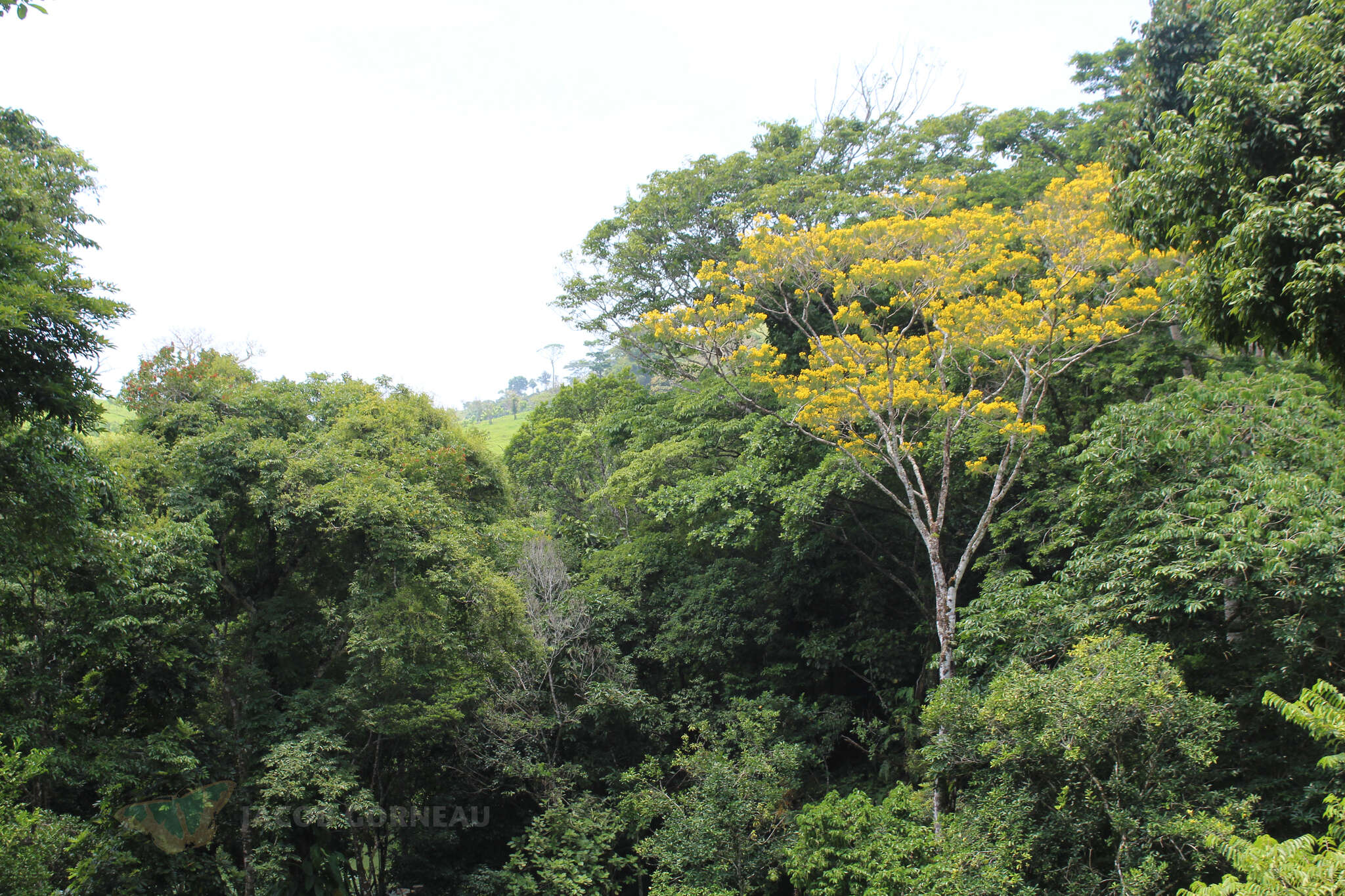 Image of Vochysia guatemalensis J. D. Smith