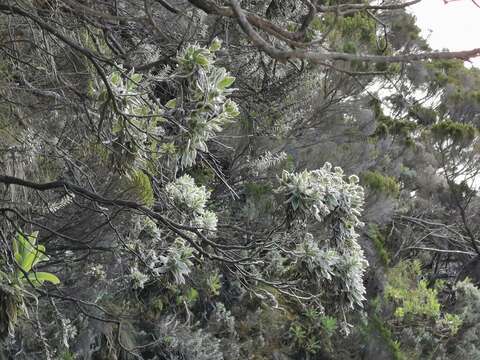 Image of Helichrysum heliotropifolium (Lam.) DC.