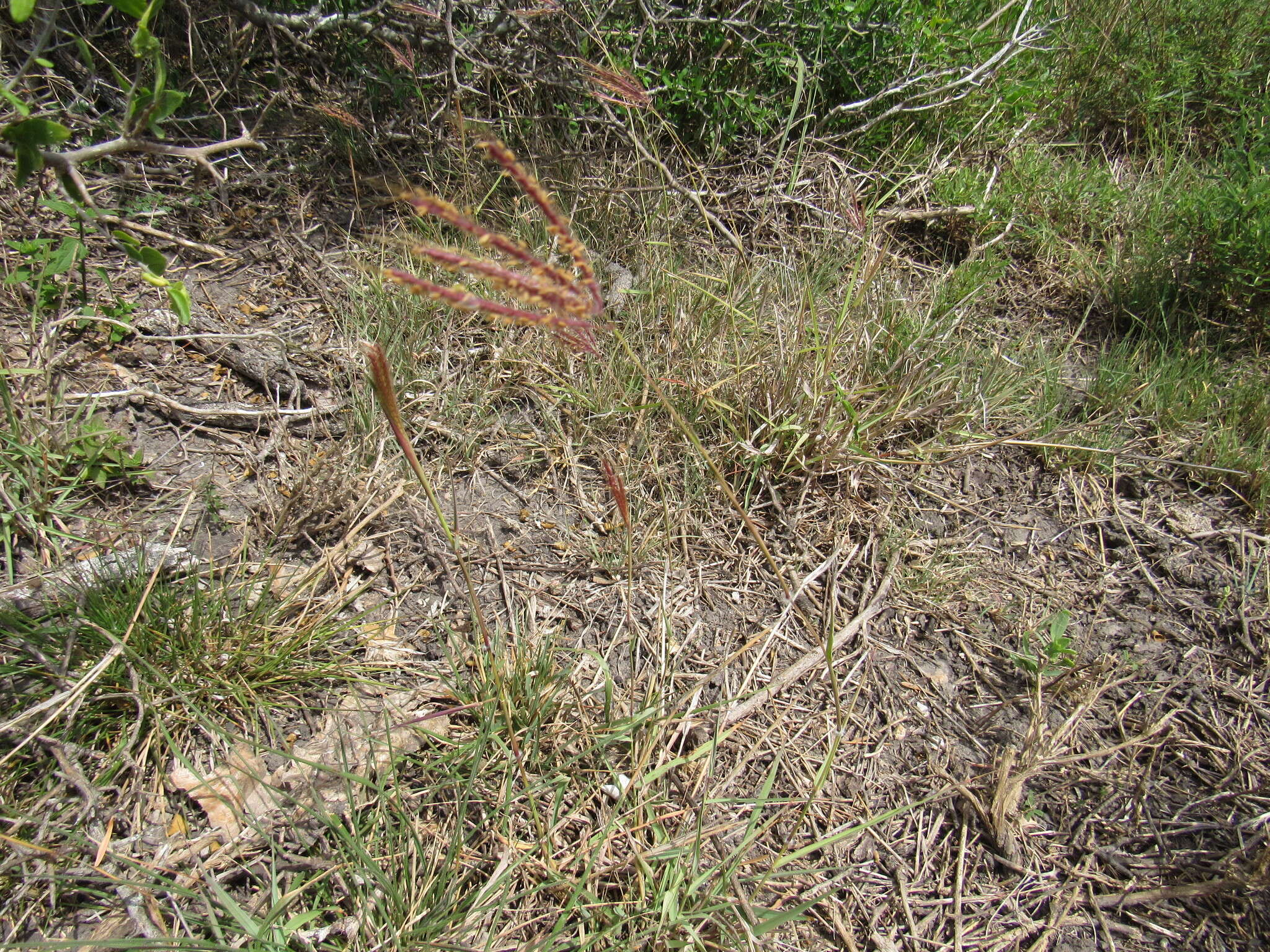 Image of Kleberg's bluestem