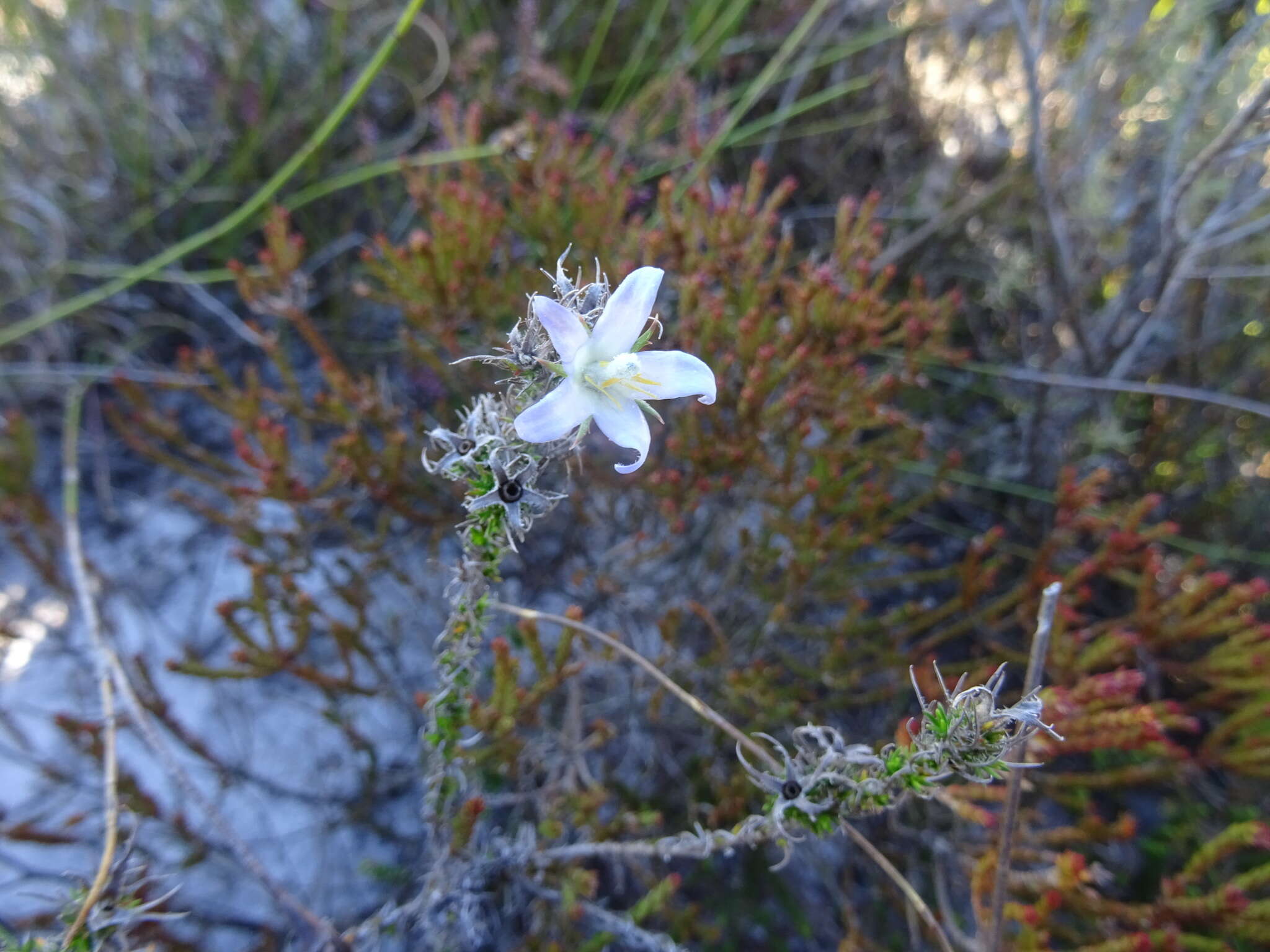 Image of Roella prostrata E. Mey. ex A. DC.