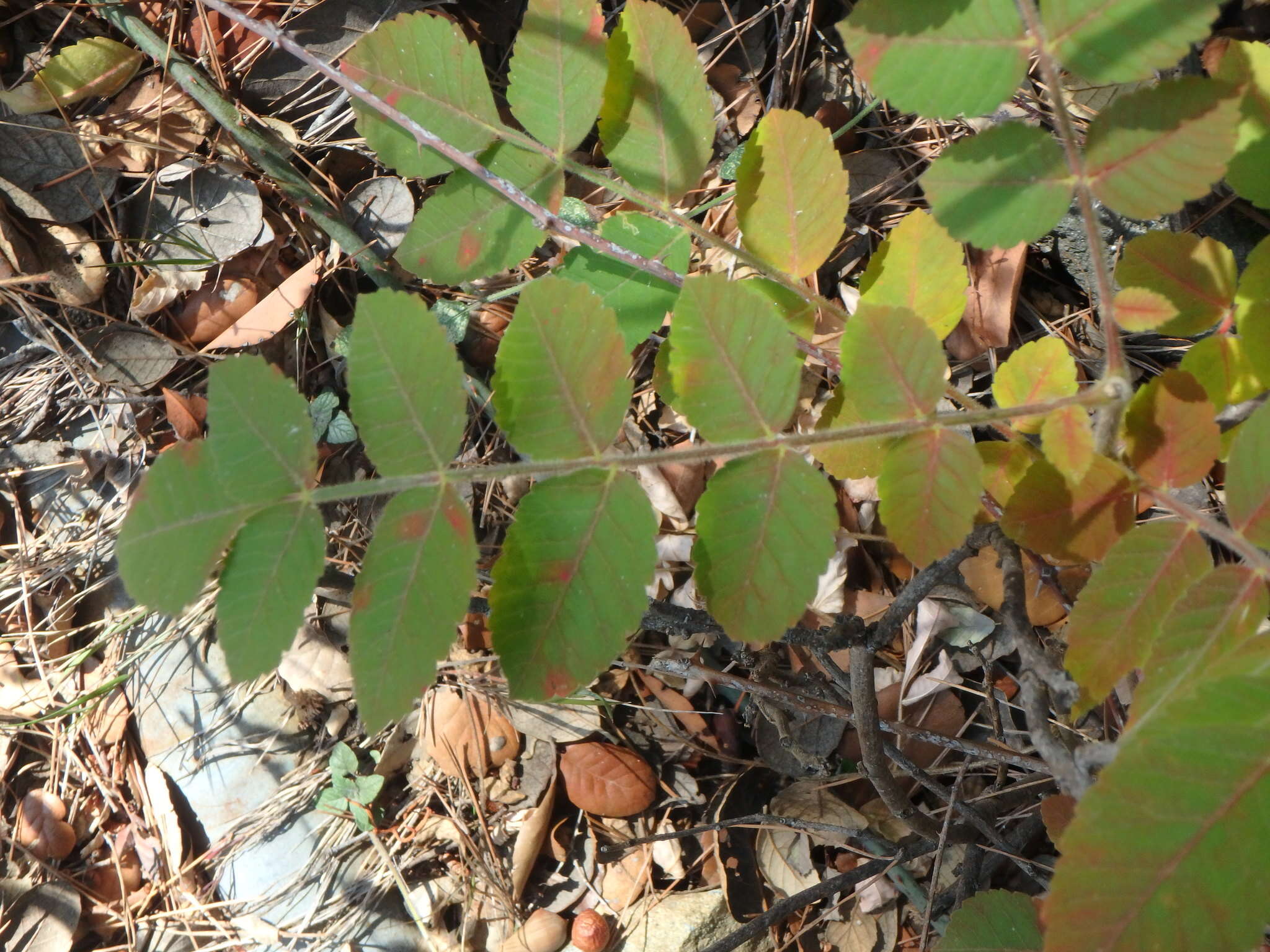 Image of Sicilian sumac