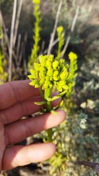 Image of <i>Tylecodon cacalioides</i>