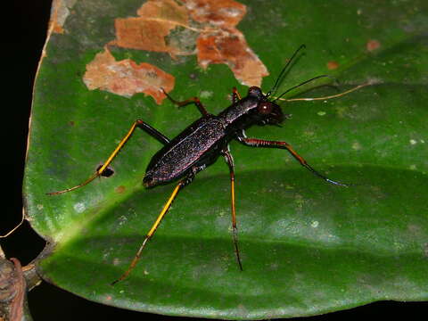 Слика од Odontocheila cajennensis (Fabricius 1787)