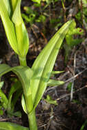 Plancia ëd Platanthera hologlottis Maxim.