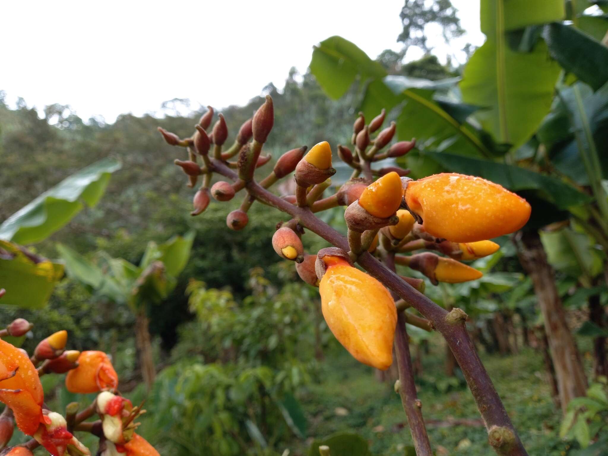 صورة Erythrina fusca Lour.