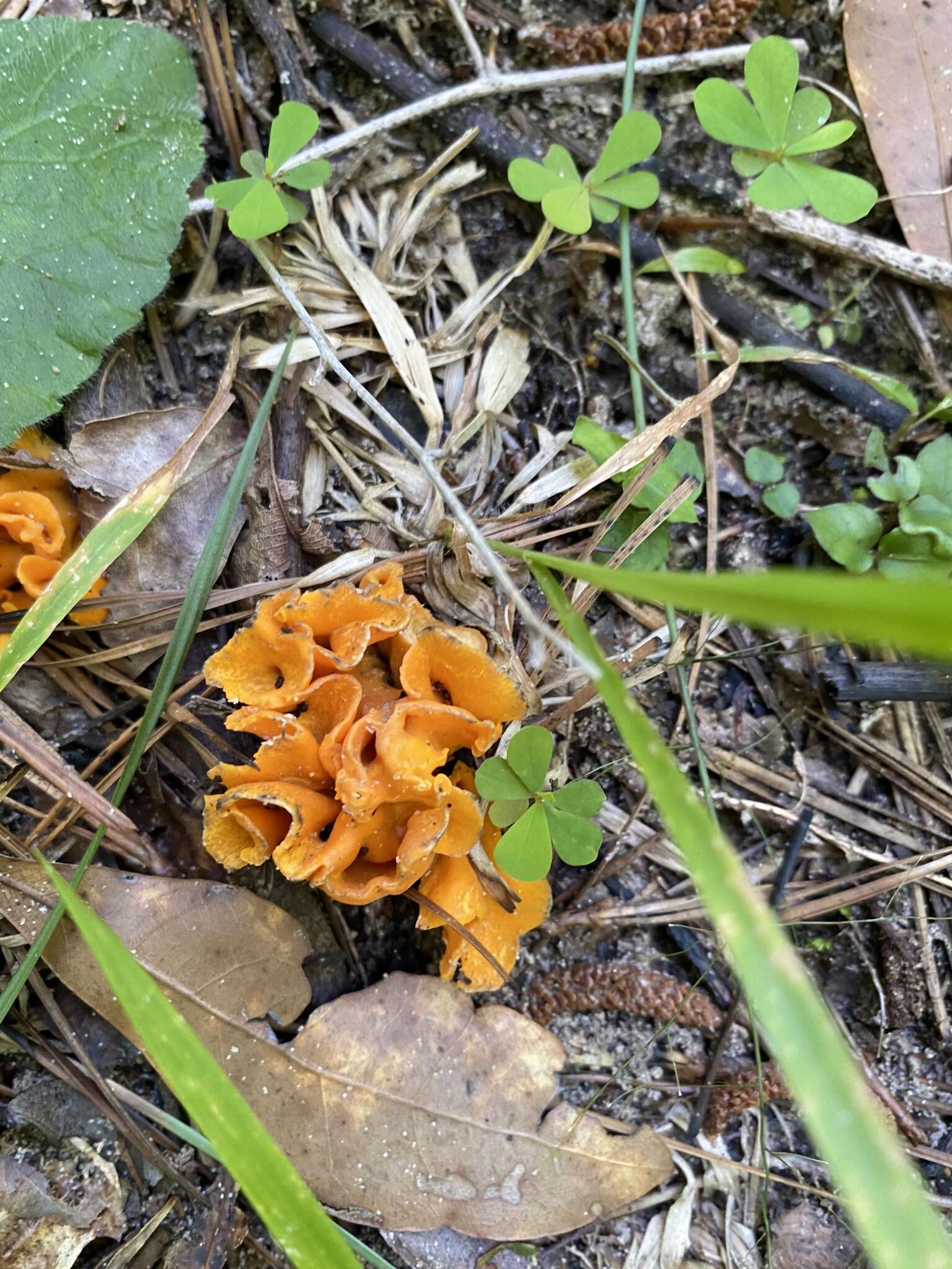 Image of Cantharellus odoratus (Schwein.) Fr. 1828