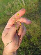 Sivun Ranunculus laxicaulis (Torr. & Gray) Darby kuva