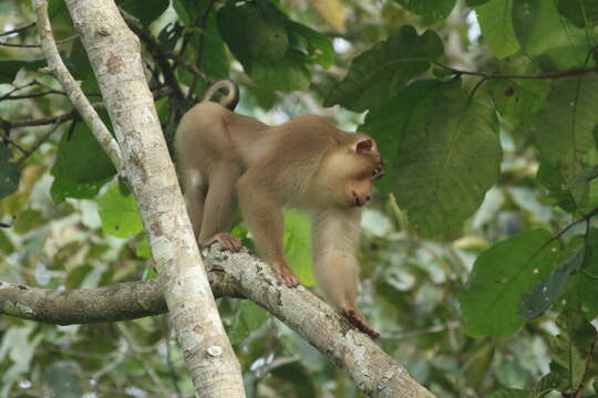 Image of Pig-Tail Macaque