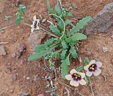 Image of Diascia decipiens K. E. Steiner