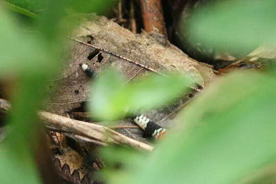 Image of Painted Coral Snake