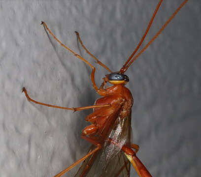 Image of Enicospilus texanus (Ashmead 1890)