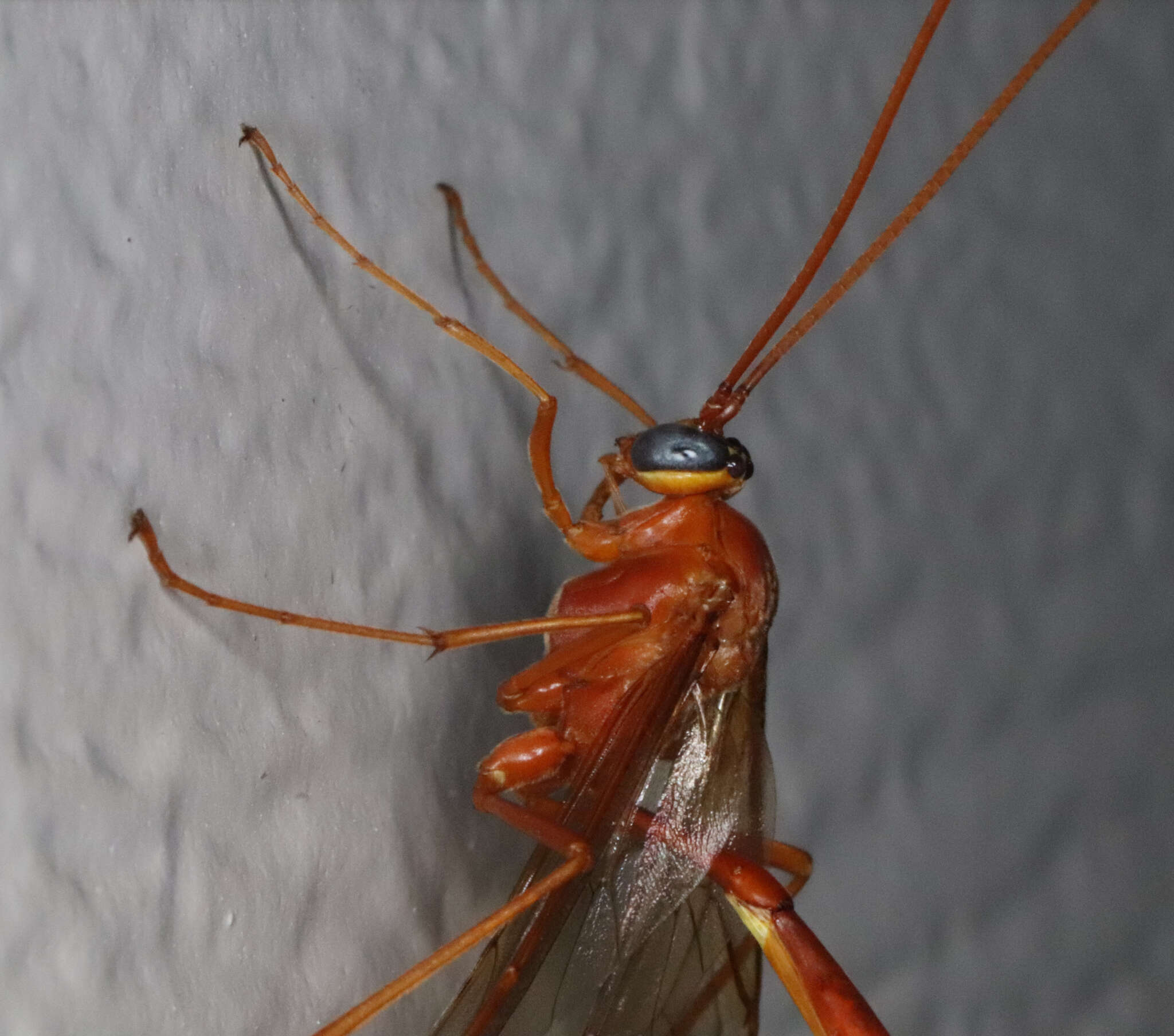 Image of Enicospilus texanus (Ashmead 1890)