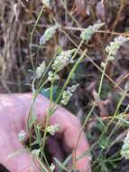 Image of whorled milkwort