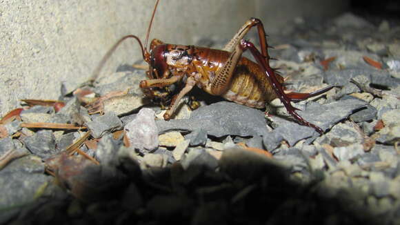 Image of Auckland tree weta