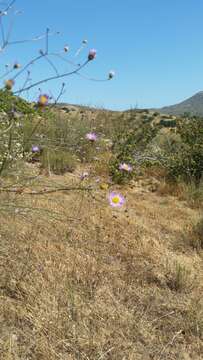 Image of Erigeron foliosus var. foliosus