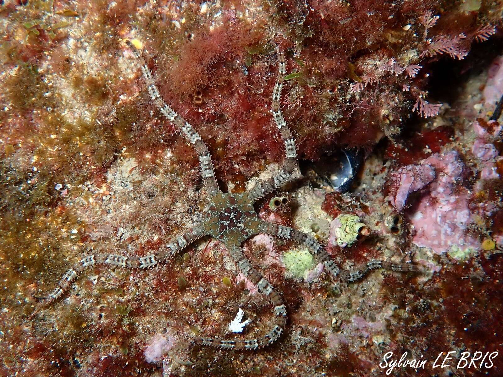 Image of Ophioderma longicaudum (Bruzelius 1805)