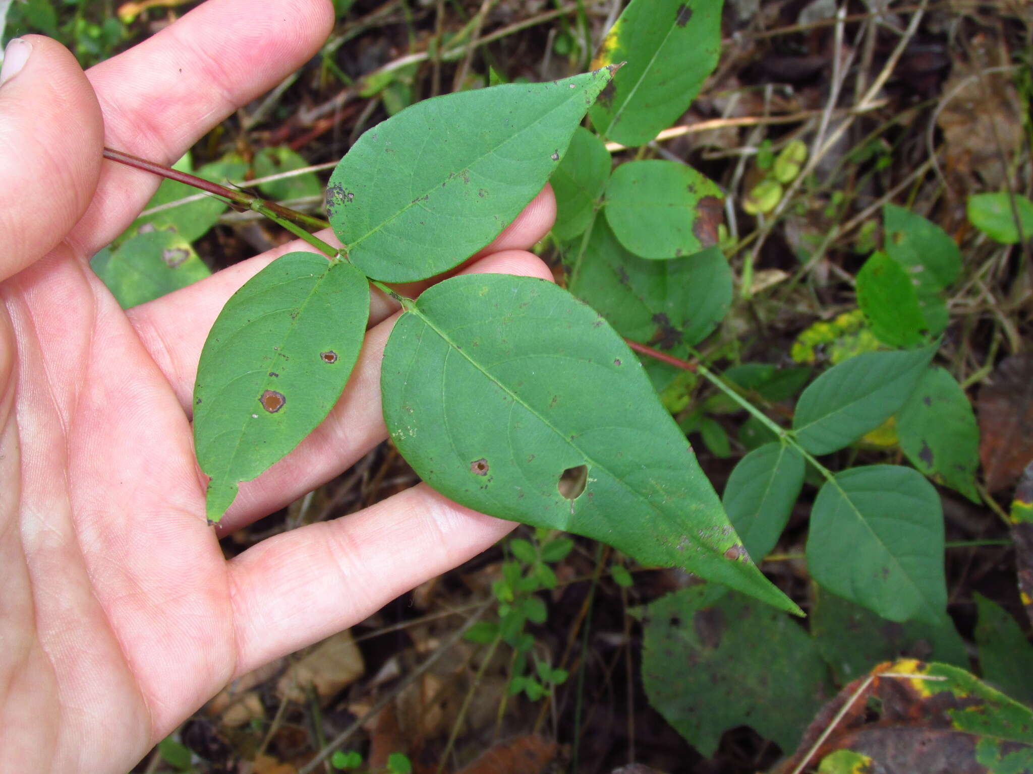 Image of largebract ticktrefoil