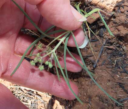 Image of Asclepias brevipes (Schltr.) Schltr.