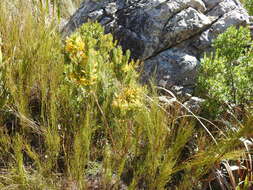 Image of Erica grandiflora subsp. perfoliosa (E. G. H. Oliv. & I. M. Oliv.) E. G. H. Oliv. & Pirie