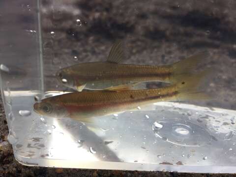 Image of Rosyside Dace