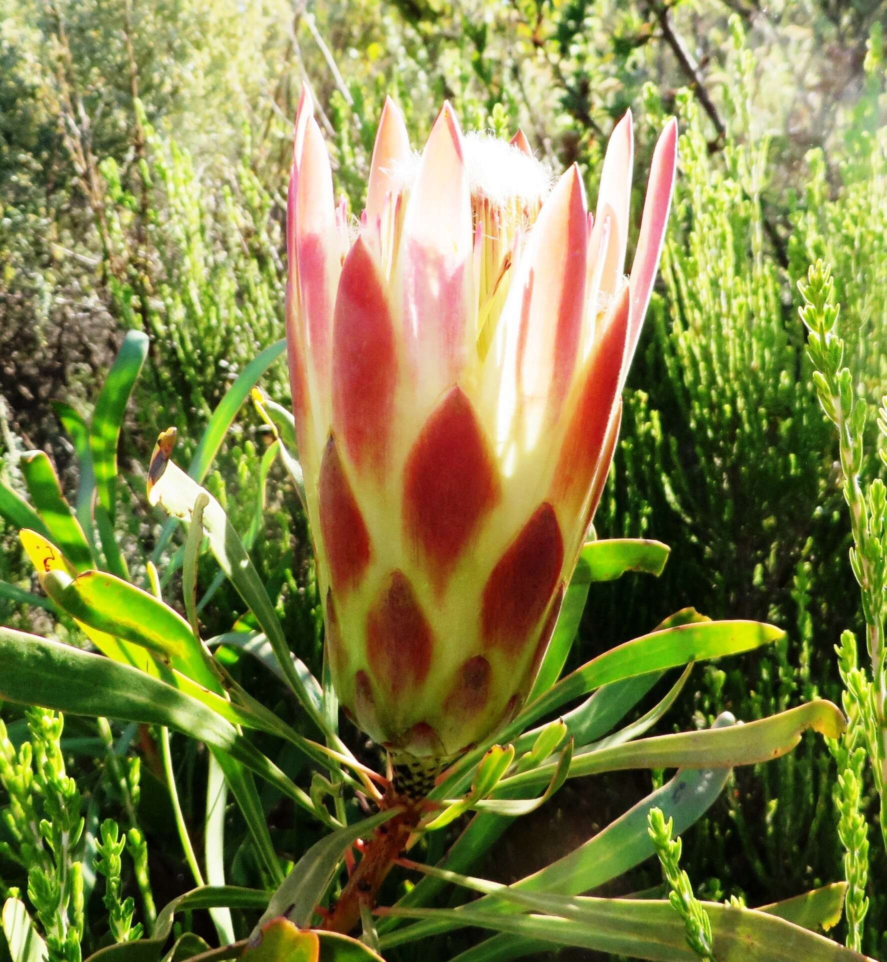 Image de Protea repens (L.) L.