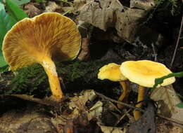 Imagem de Hygrophoropsis aurantiaca (Wulfen) Maire 1921